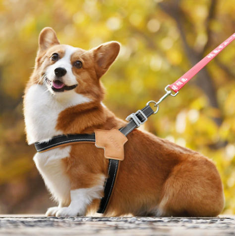 Dog collar style A in use