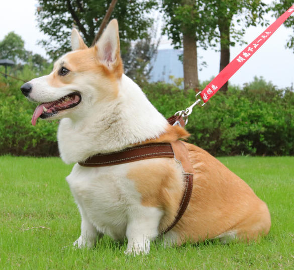 Dog collar style A in use