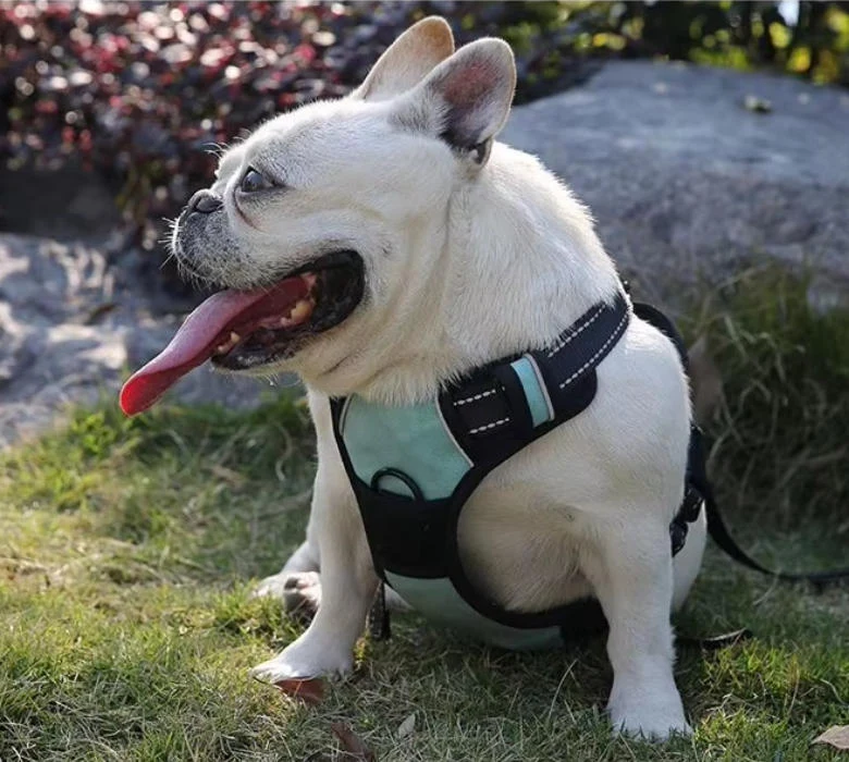 Dog wearing a harness outdoors